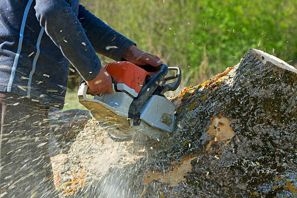 Lawn Grading and Leveling in Pelzer, SC